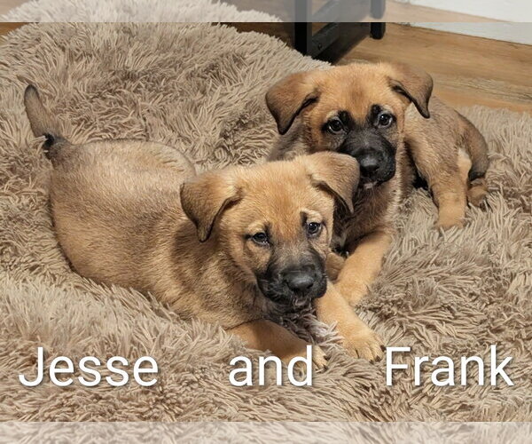 Medium Photo #10 Mutt Puppy For Sale in Sandy, UT, USA