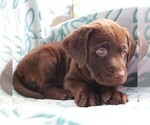 Small Photo #6 Labrador Retriever Puppy For Sale in CHARLOTT HALL, MD, USA