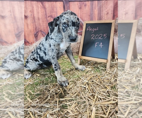 Medium Photo #6 Catahoula Leopard Dog Puppy For Sale in CUMBY, TX, USA