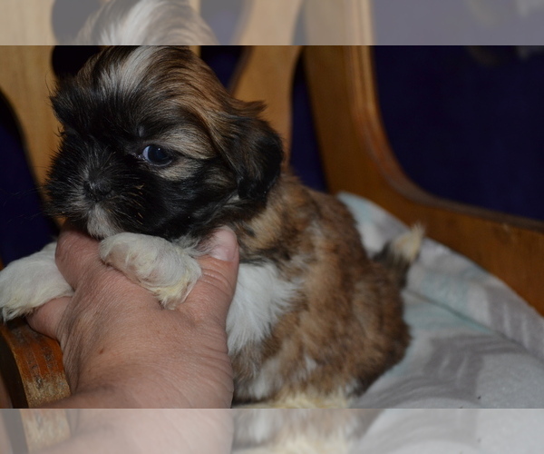 Medium Photo #7 Shih Tzu Puppy For Sale in GREENWOOD, WI, USA