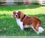 Small #2 Cavalier King Charles Spaniel