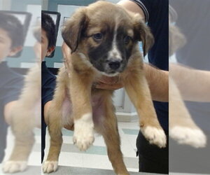 Australian Shepherd Dogs for adoption in Oklahoma City, OK, USA
