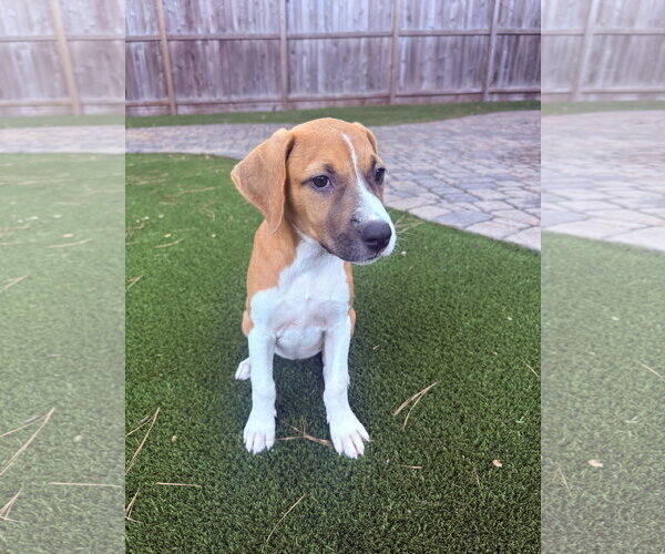 Medium Photo #2 Rhodesian Ridgeback-Unknown Mix Puppy For Sale in The Woodlands, TX, USA