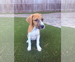 Small #1 Rhodesian Ridgeback Mix