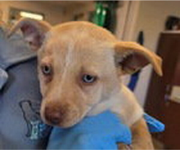 Medium Photo #2 Mutt Puppy For Sale in Fremont, CA, USA