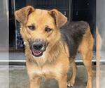 Small #2 German Shepherd Dog