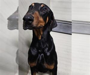 Doberman Pinscher Dogs for adoption in Bakersfield, CA, USA