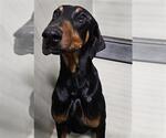 Small Doberman Pinscher
