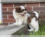 Small Photo #2 Shih Tzu Puppy For Sale in DETROIT, MI, USA