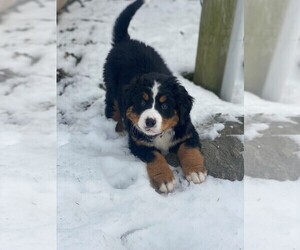 Bernese Mountain Dog Puppy for sale in HOLLAND, MI, USA