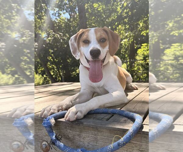 Medium Photo #5 Mutt Puppy For Sale in Elmsford, NY, USA