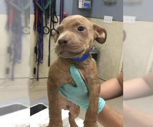 Mutt Dogs for adoption in Riverside, CA, USA