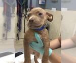 Small Mutt