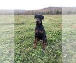 Puppy Reidar Doberman Pinscher