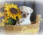 Small Photo #10 Pug Puppy For Sale in ELVERSON, PA, USA