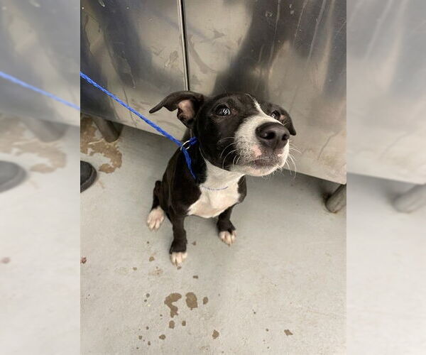 Medium Photo #1 Labrador Retriever-Unknown Mix Puppy For Sale in Waco, TX, USA