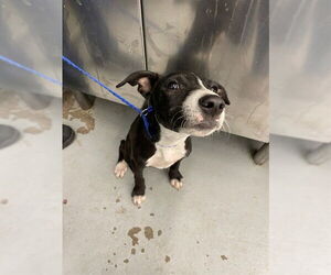 Labrador Retriever-Unknown Mix Dogs for adoption in Waco, TX, USA