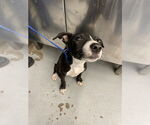 Small Labrador Retriever Mix