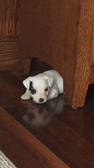 Jack Russell Terrier Puppy for sale in CLOVER, SC, USA