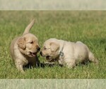 Small Photo #11 Golden Retriever Puppy For Sale in CLOVIS, CA, USA