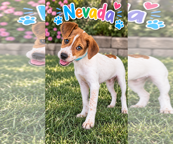 Medium Photo #1 Beagle-Unknown Mix Puppy For Sale in Lee's Summit, MO, USA