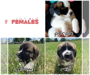 Saint Bernard-Siberian Husky Mix Puppy for sale in ONONDAGA, MI, USA