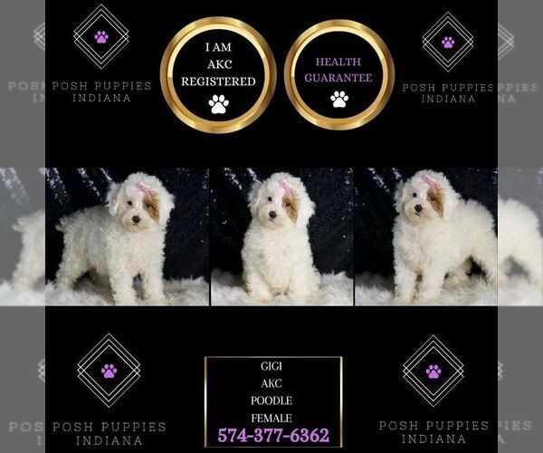 Medium Photo #2 Poodle (Miniature) Puppy For Sale in WARSAW, IN, USA