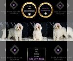 Small #1 Poodle (Miniature)