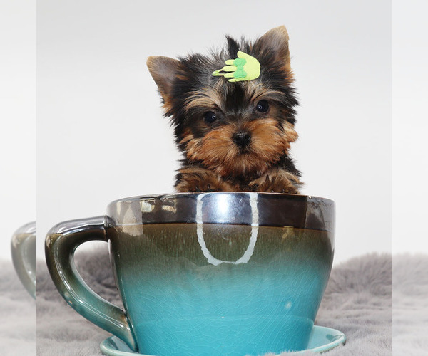 Medium Photo #3 Yorkshire Terrier Puppy For Sale in LOS ANGELES, CA, USA