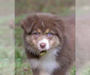 Australian Shepherd Puppy for sale in SANDERSVILLE, GA, USA