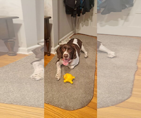 Medium Photo #3 Border Collie-Brittany Mix Puppy For Sale in Curwensville, PA, USA