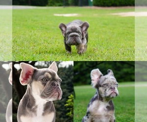 French Bulldog Puppy for Sale in WEST PARK, Florida USA