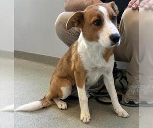 Shollie Dogs for adoption in San Martin, CA, USA