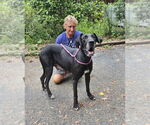 Small #1 Great Dane