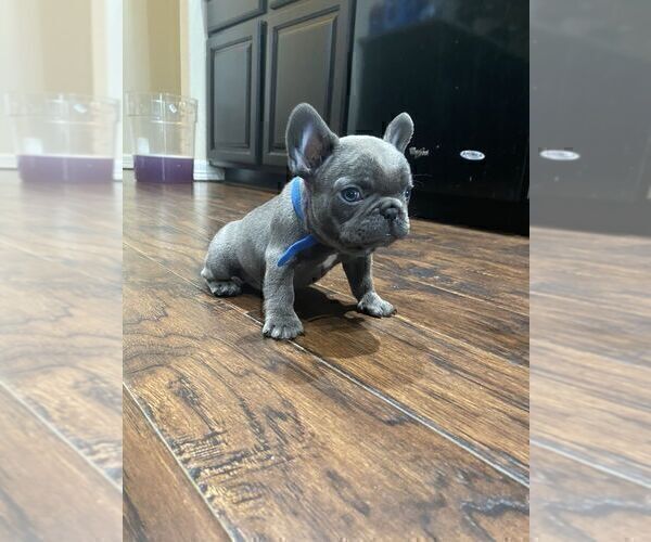 Medium Photo #3 French Bulldog Puppy For Sale in BAYTOWN, TX, USA