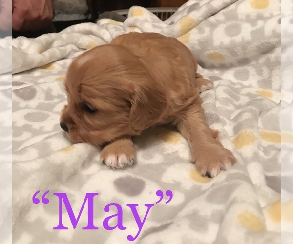 Medium Photo #6 Cavalier King Charles Spaniel-Scorkie Mix Puppy For Sale in ITHACA, NY, USA