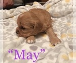 Small Photo #6 Cavalier King Charles Spaniel-Scorkie Mix Puppy For Sale in ITHACA, NY, USA