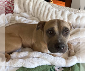Mastiff-Unknown Mix Dogs for adoption in San Diego, CA, USA