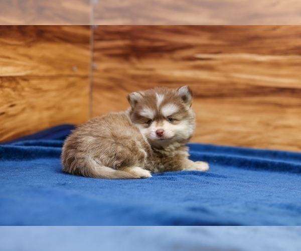 Medium Photo #2 Pomsky Puppy For Sale in DEER GROVE, IL, USA