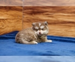 Small #1 Pomsky