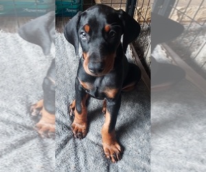 Doberman Pinscher Puppy for sale in NATRONA HEIGHTS, PA, USA
