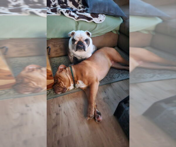 Medium Photo #4 Bulldog Puppy For Sale in East Derry, NH, USA