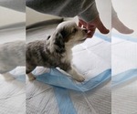 Small #4 Miniature Australian Shepherd