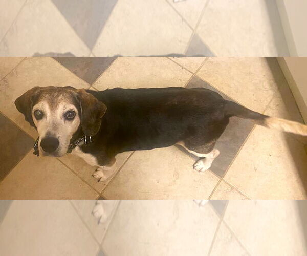 Medium Photo #6 Beagle Puppy For Sale in Dunnellon, FL, USA