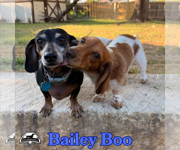 Medium Photo #13 Dachshund Puppy For Sale in San Antonio, TX, USA