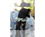 Small #1 Irish Setter-Poodle (Miniature) Mix