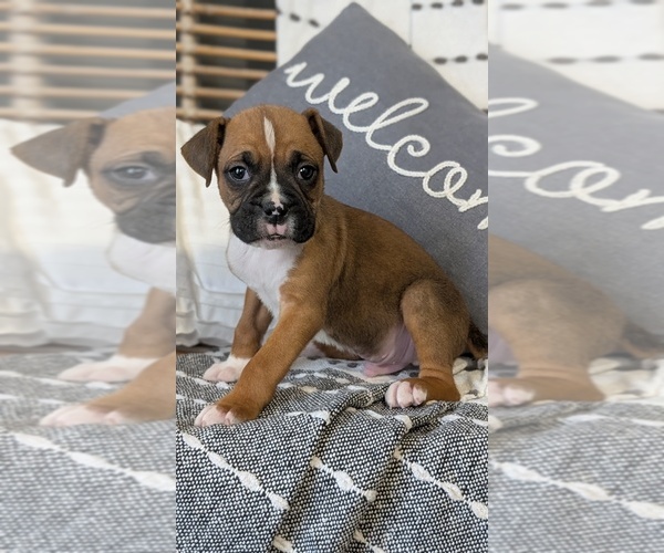 Medium Photo #71 Boxer Puppy For Sale in GOSHEN, IN, USA