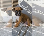 Small Photo #71 Boxer Puppy For Sale in GOSHEN, IN, USA