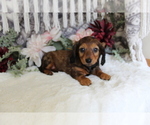 Small #12 Dachshund