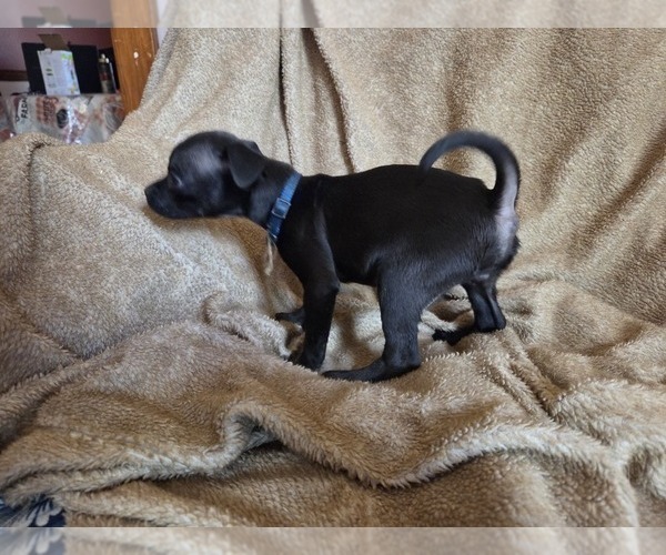 Medium Photo #11 Chug Puppy For Sale in HILLSDALE, MI, USA